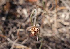 Lepidobolus drapetocoleus