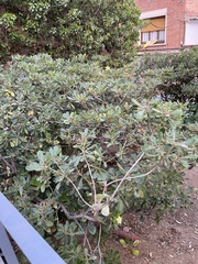 Pittosporum tobira