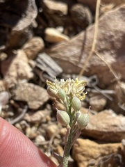 Physaria kingii kingii