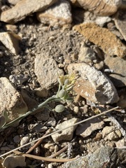 Physaria kingii kingii