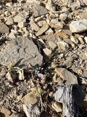 Physaria kingii kingii