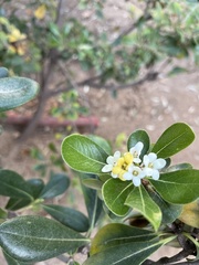 Pittosporum tobira