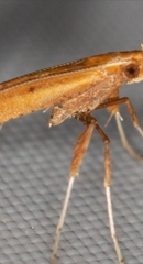 Caloptilia elongella