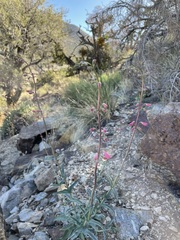 Penstemon floridus austinii