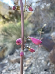 Penstemon floridus austinii