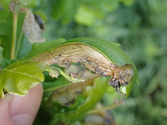 Acaricalus cristatus