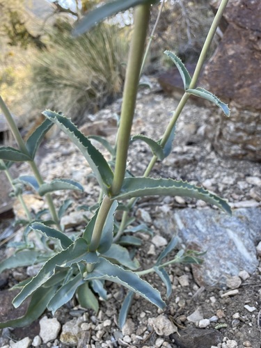 Image of Penstemon floridus by (c) Matt Berger, some rights reserved (CC BY)
