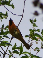 Icterus bullockii