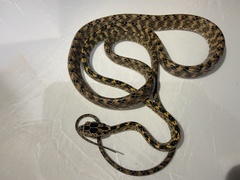 Boiga quincunciata