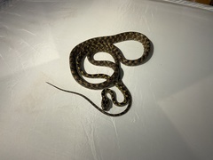 Boiga quincunciata