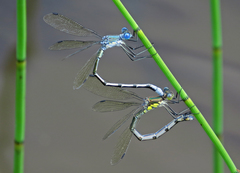 Lestes eurinus