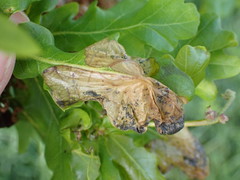 Acaricalus cristatus