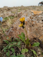 Taraxacum nivale