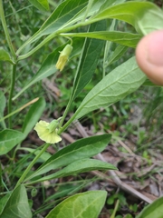 Physalis angustifolia
