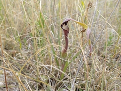 Aristolochia erecta