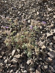 Phacelia pedicellata