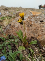 Taraxacum nivale