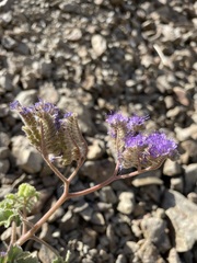 Phacelia pedicellata
