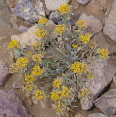 Physaria floribunda