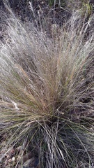 Eragrostis plana