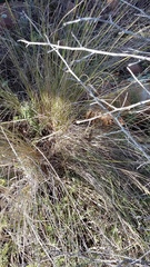 Eragrostis plana