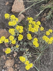 Odontarrhena obovata