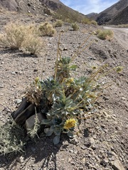 Enceliopsis covillei