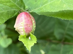 Phylloxera caryaemagna