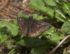 Erynnis juvenalis