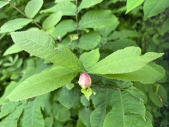 Phylloxera caryaemagna