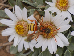 Nomada utahensis