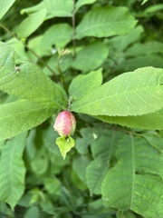 Phylloxera caryaemagna