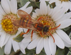 Nomada utahensis