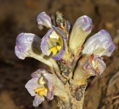 Cistanche lutea