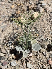 Eriogonum rixfordii