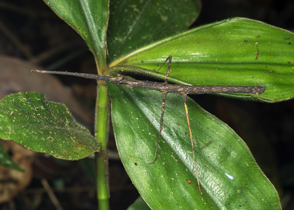 Stheneboea malaya