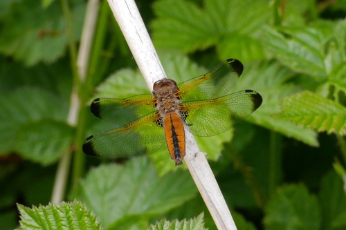 Scarce Chaser, Naarden, Netherlands, photo 5 of 10
