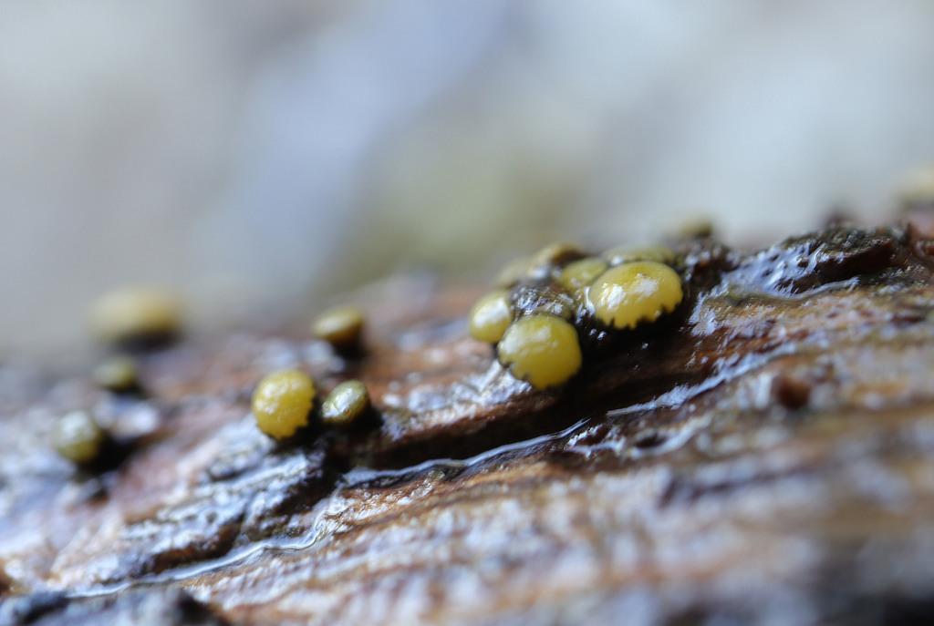 Vibrissea flavovirens