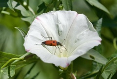 Anastrangalia laetifica