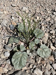 Eriogonum hoffmannii hoffmannii