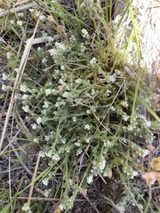 Plagiobothrys parishii