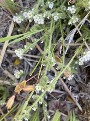 Plagiobothrys parishii