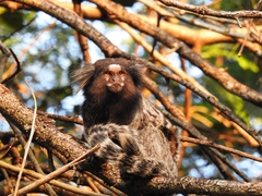 Callithrix jacchus × penicillata