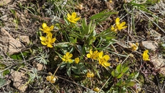 Ranunculus glaberrimus ellipticus