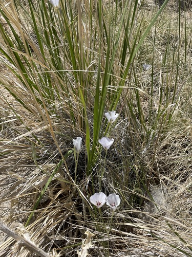 Image of Calochortus excavatus by (c) Matt Berger, some rights reserved (CC BY)