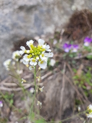 Arabidopsis suecica