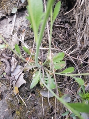 Arabidopsis suecica
