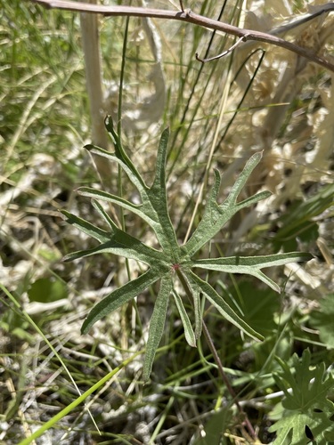 Image of Sidalcea covillei by (c) Matt Berger, some rights reserved (CC BY)