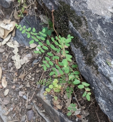 Pellaea andromedifolia