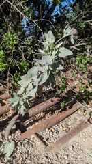 Eriodictyon traskiae